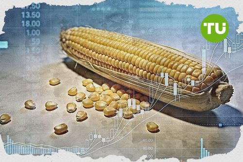 Corn holds steady as price rebounds above recent support