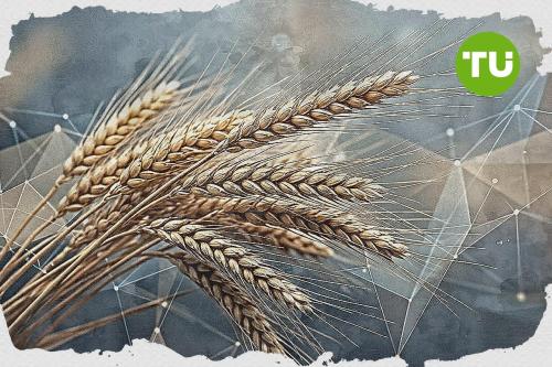 $560.72 support holds Wheat steady in a consolidating range
