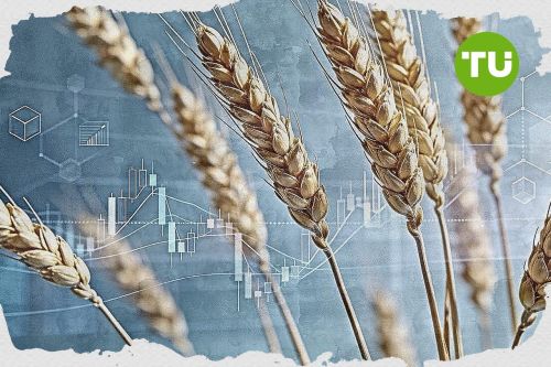 Wheat holds steady amid oversold environment limiting downside