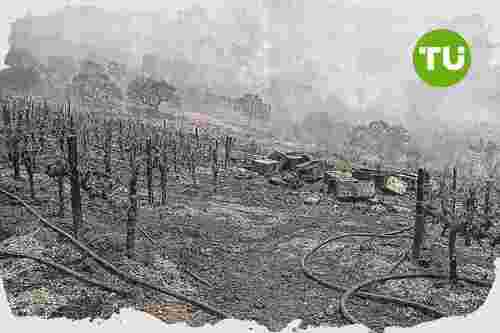 Torre de Moncorvo enfrenta perdas agrícolas avultadas com incêndio ainda ativo