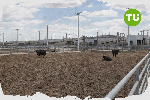 Tyson outlook cut highlights cattle shortage pressure across U.S. beef market