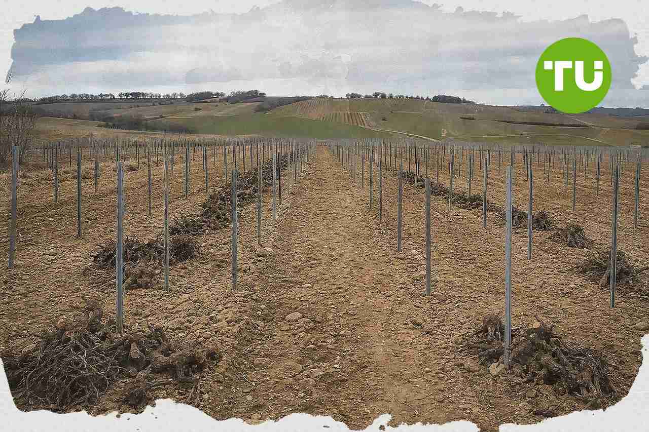 France wine sector faces output slump as harvest nears 70-year low