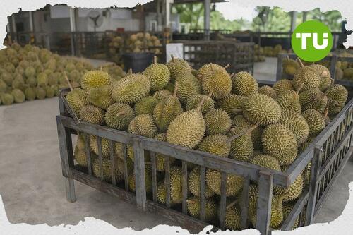 Industri durian Malaysia menonjolkan jurang manfaat pertumbuhan ekonomi