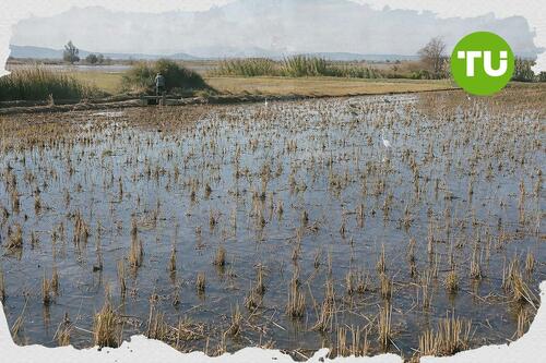 La Generalitat busca reforzar el dictamen europeo del arroz para proteger al sector valenciano