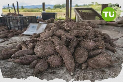 Philippine ube exporters push traceability to protect premium market growth