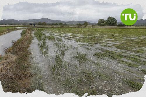 APAG Extremadura Asaja pide agilizar las peritaciones por daños al arroz en Extremadura