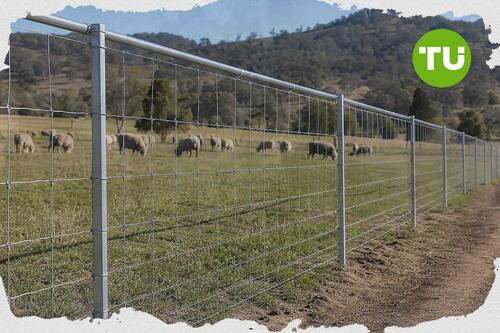 Portugal prepara linhas de financiamento para proteger pecuária de ataques do lobo-ibérico