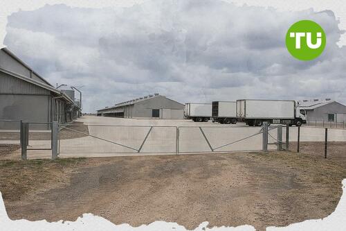 Australia egg sector faces ACCC cartel case over supply coordination