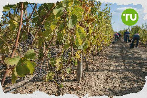 Deutschlands Weinernte 2026 bleibt laut Destatis unter mehrjährigem Durchschnitt