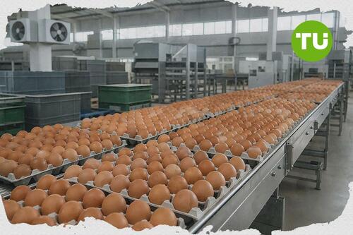 TÜİK verileri, Türkiye'de yumurta üretiminin ağustosta hızlandığını gösteriyor