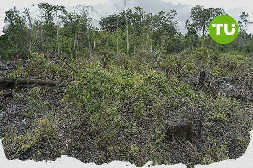 Indonesia soroti pemanfaatan hutan rusak untuk program biofuel