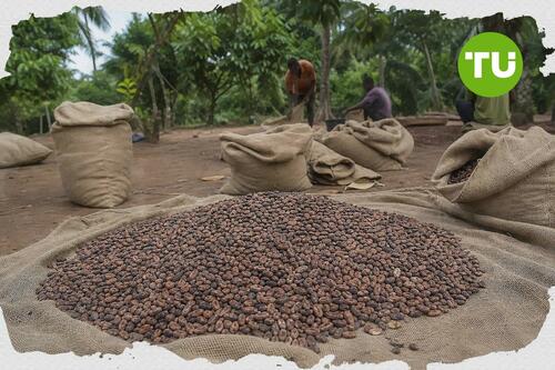 Nigeria cocoa exports face EU deforestation compliance risk