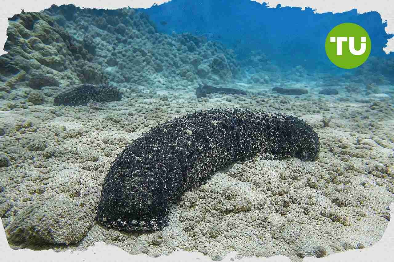 Australian sea cucumber study raises sustainability risks for black teatfish fishery