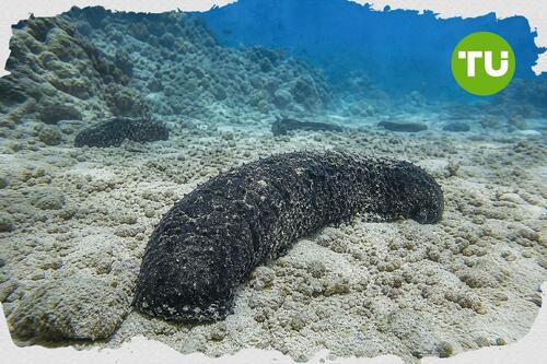 Australian sea cucumber study raises sustainability risks for black teatfish fishery