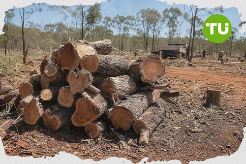 Western Australia sandalwood sector faces regulatory uncertainty ahead of rule overhaul
