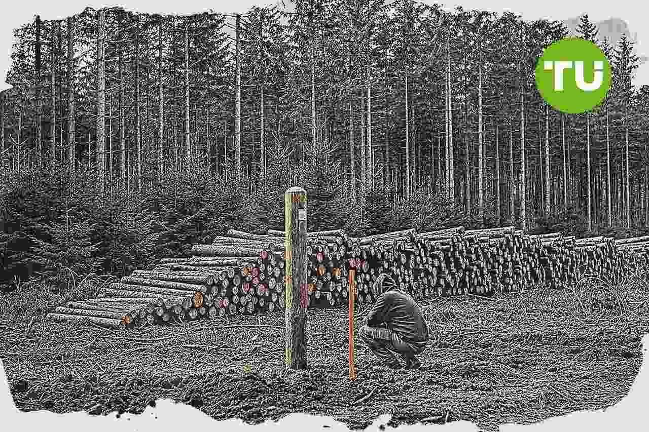 Suomessa metsävähennyksen käyttö joustaa vuoden sisällä tehdyissä metsätilakaupoissa