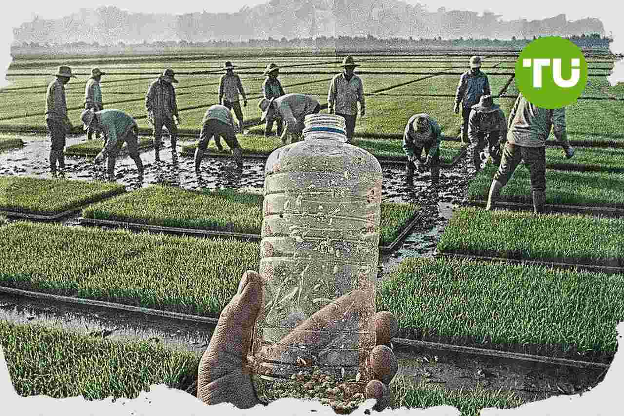 IPB University dorong langkah murah kendalikan hama padi saat El Nino 2026
