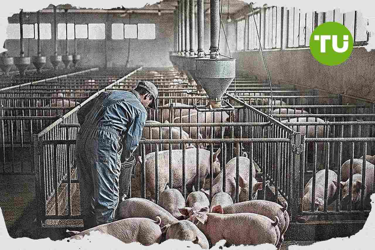 Schweinezuchtbetriebe in Mecklenburg-Vorpommern suchen nach Insolvenzen neue Betreiber