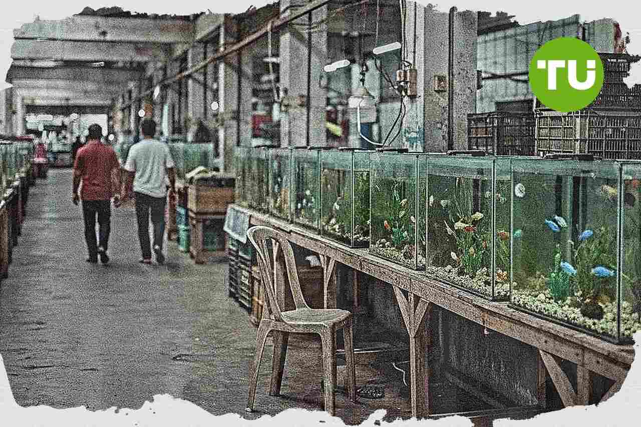 Pedagang ikan hias Cengkareng hadapi penurunan omzet di tengah lesunya kunjungan