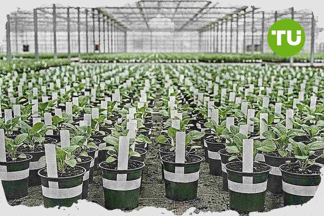 Italia avvia il decreto quadro per il florovivaismo e punta su investimenti stabili