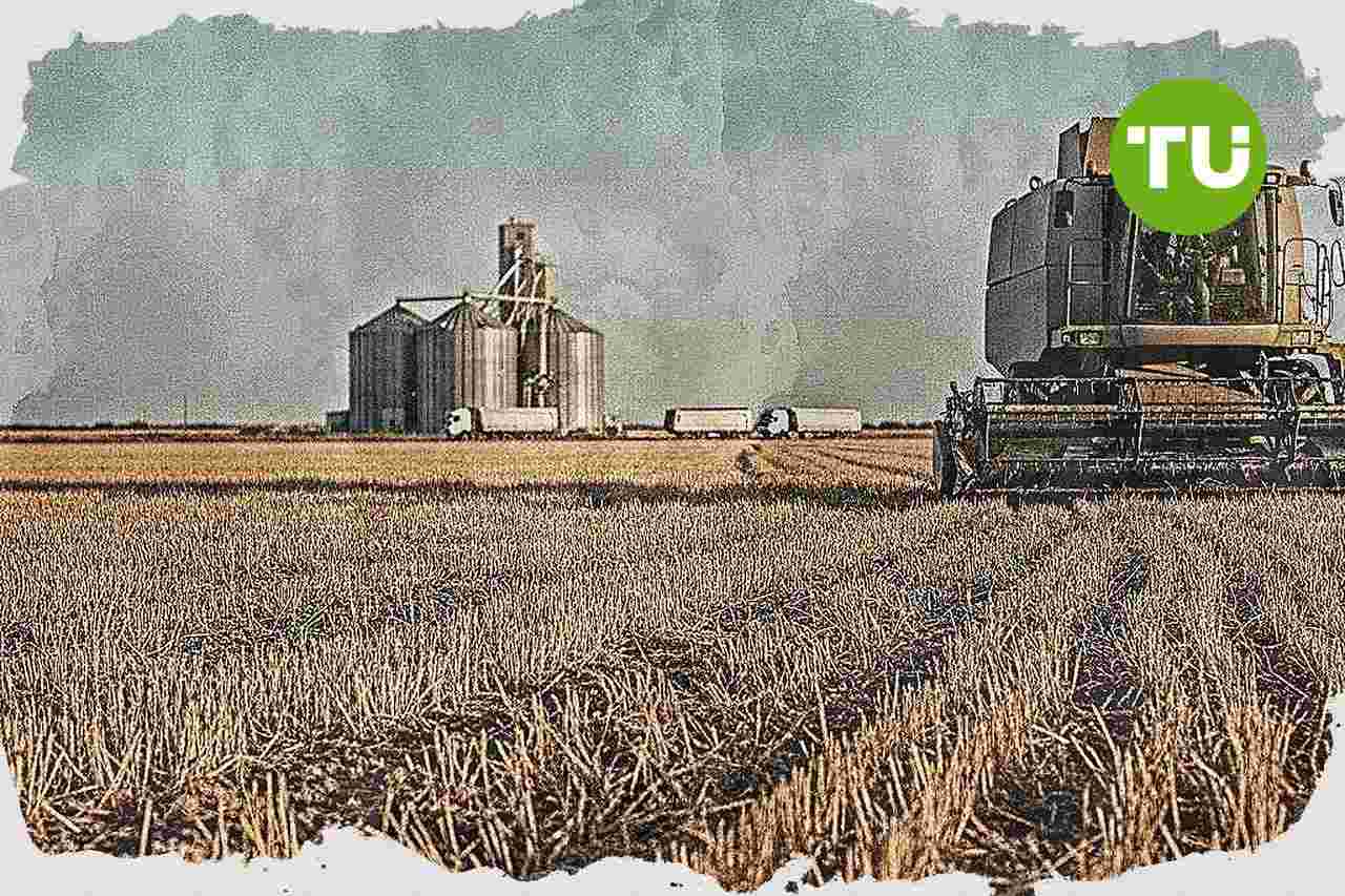 España profundiza la caída del trigo duro y anticipa más importaciones en la campaña 2026/2027
