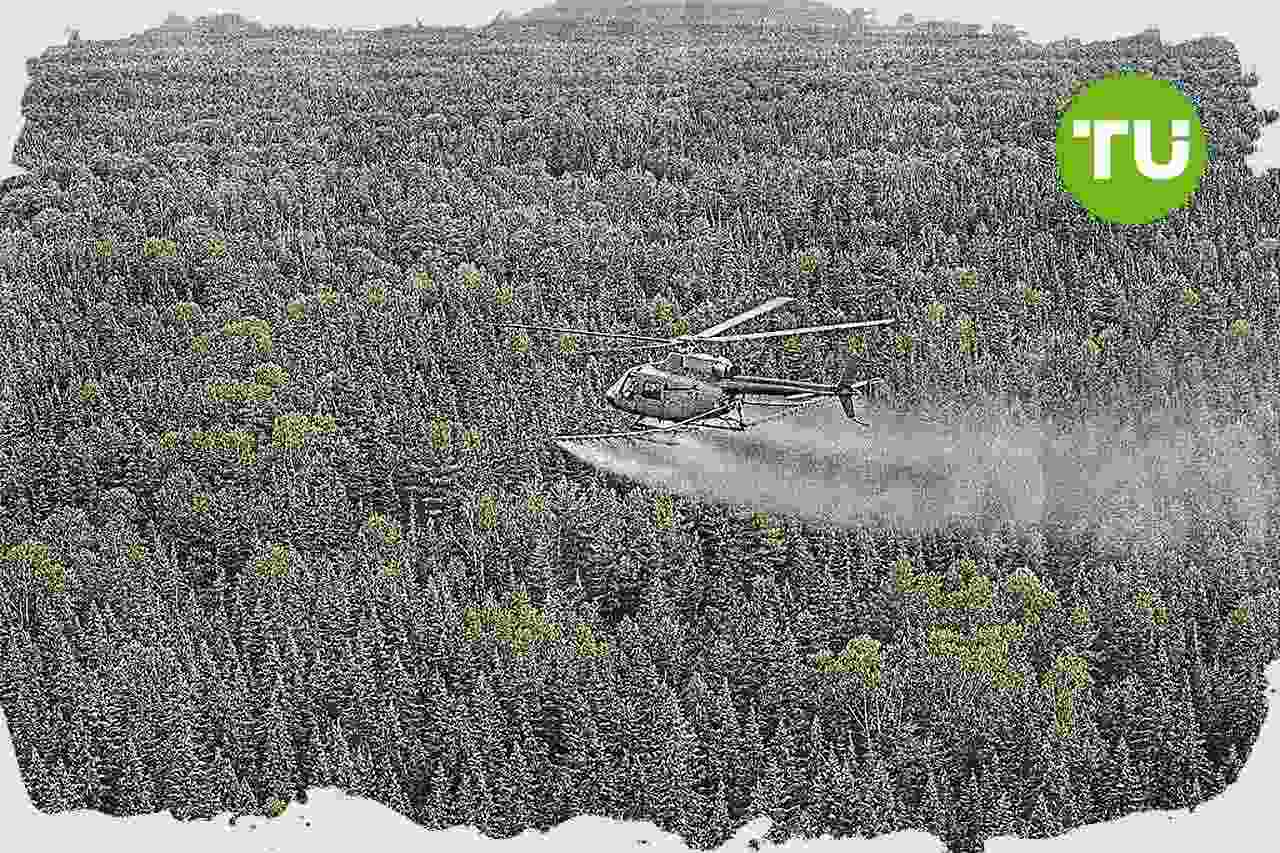 Maine secures spruce budworm prevention funding for forest industry