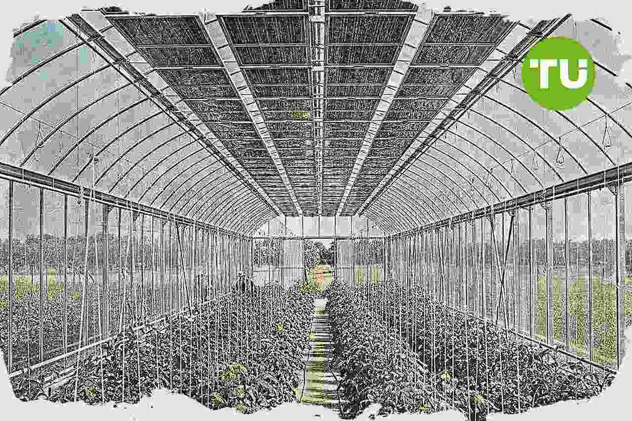 Sicilia avvia modello agrivoltaico in serra per rafforzare i ricavi agricoli