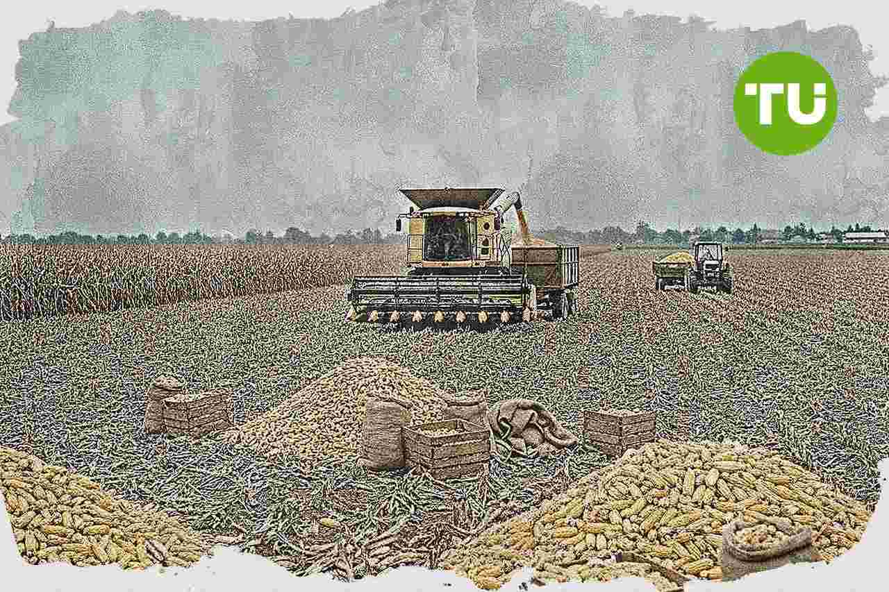 Tuban siapkan panen raya jagung nasional untuk dukung target swasembada pangan