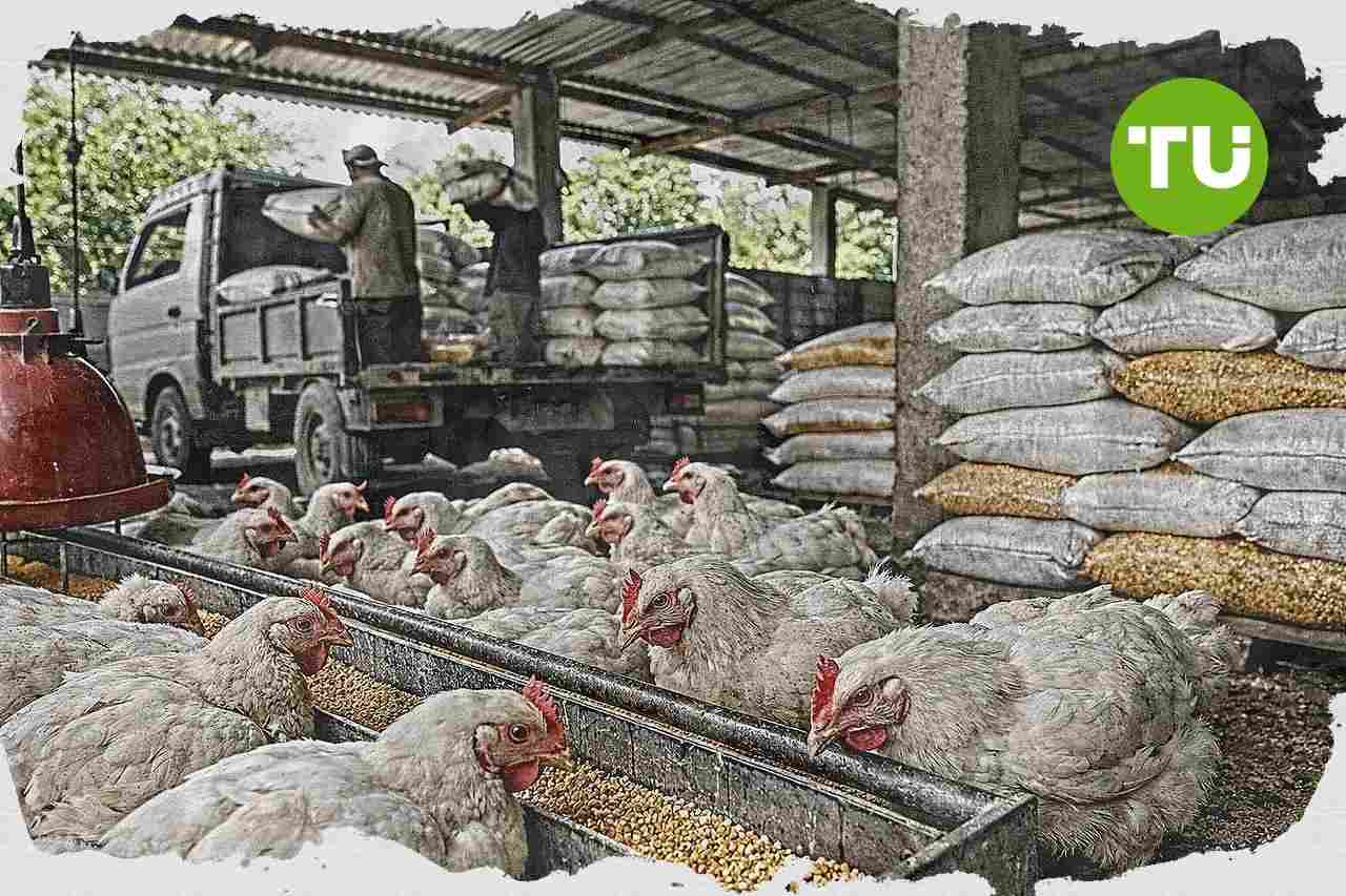 Kementan dan BUMN pangan bangun hilirisasi ayam di Bone untuk perkuat swasembada pangan