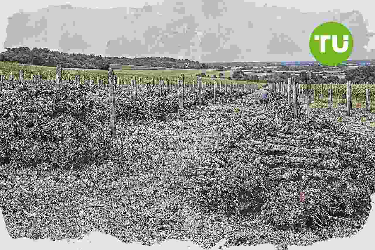 La France obtient le feu vert de l’UE pour relancer l’arrachage définitif des vignes