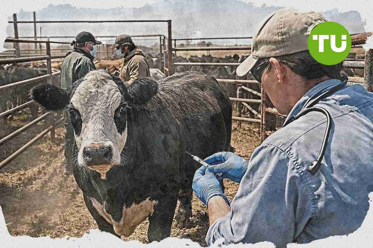 Zoetis, Elanco shares rise as Texas screwworm case boosts treatment outlook