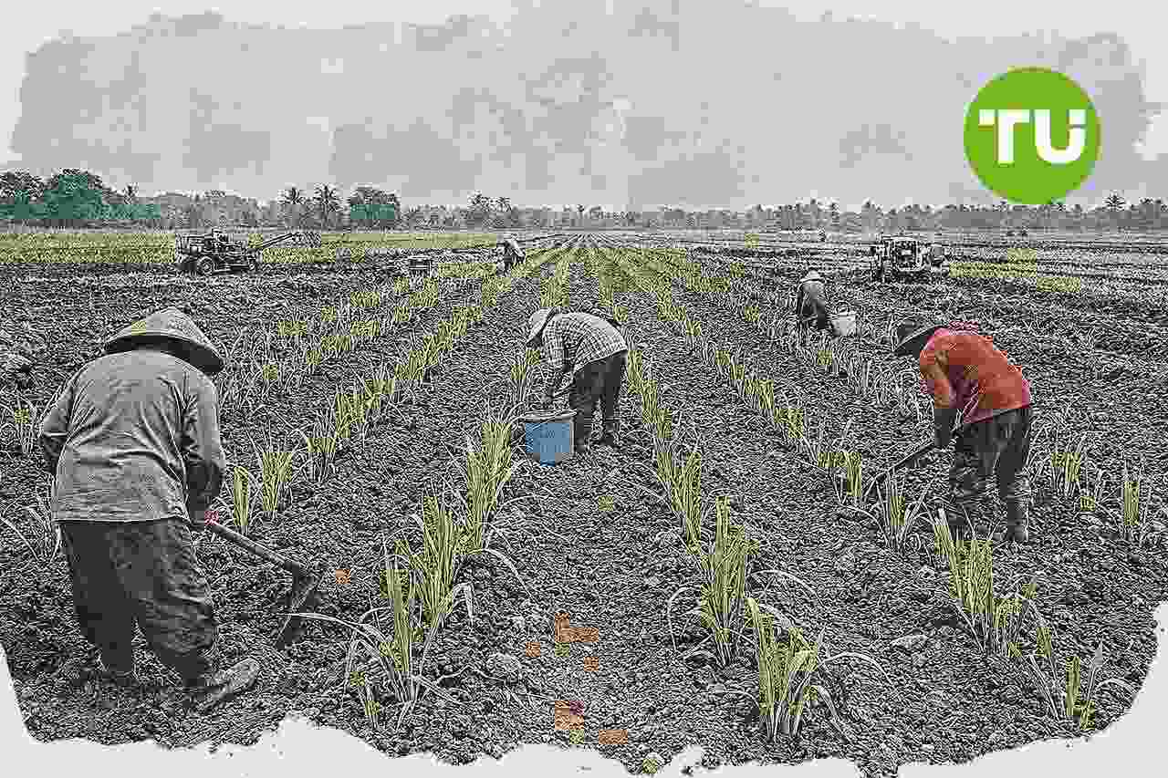 Kementan percepat tanam serentak komoditas perkebunan di 12 provinsi