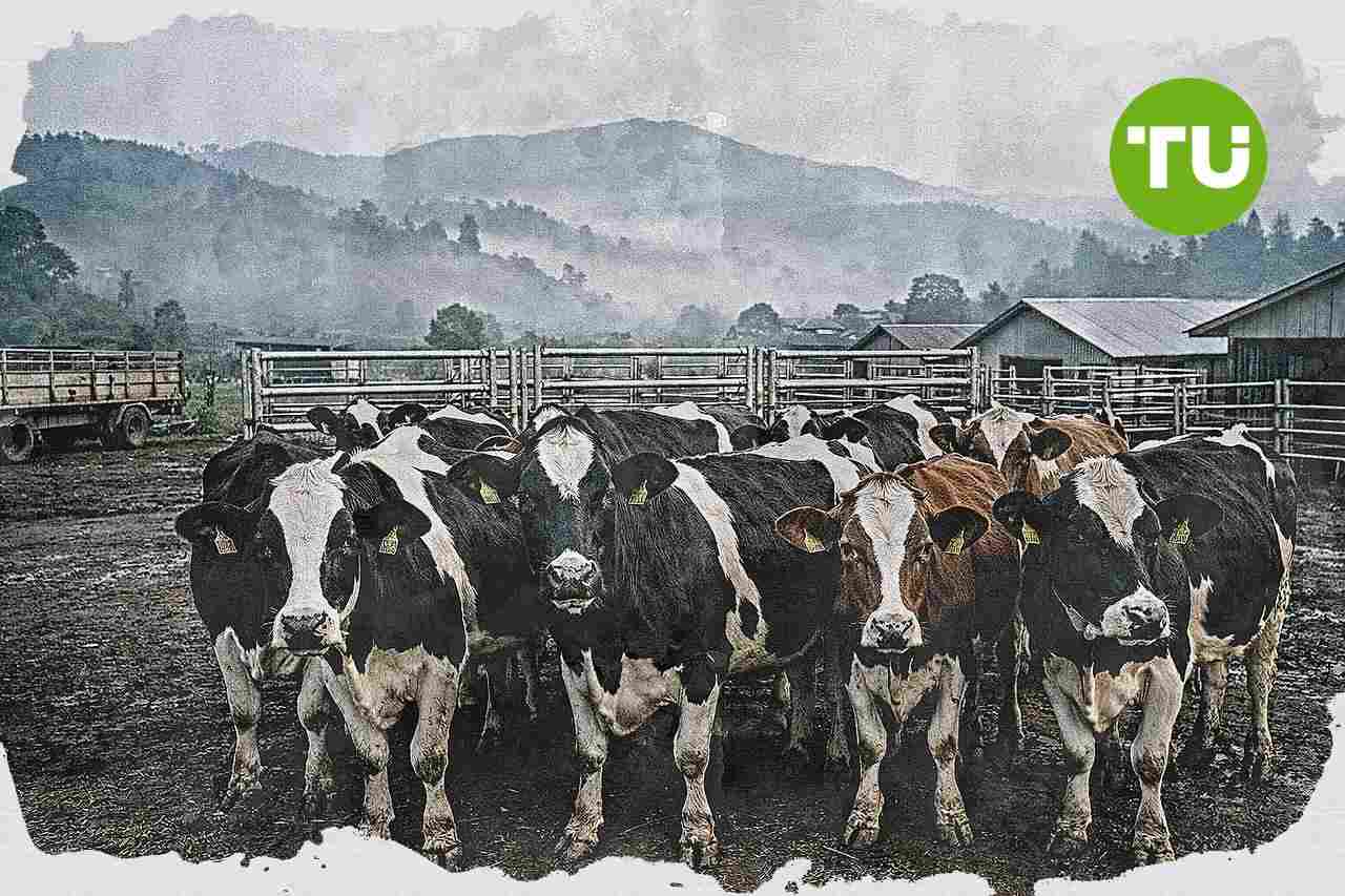 Kementerian Pertanian dorong investasi sapi perah untuk perkuat pasokan susu nasional