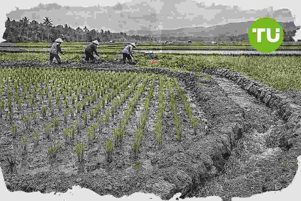 Pemerintah percepat pemulihan lahan pertanian pascabencana di Sumatera untuk ketahanan pangan