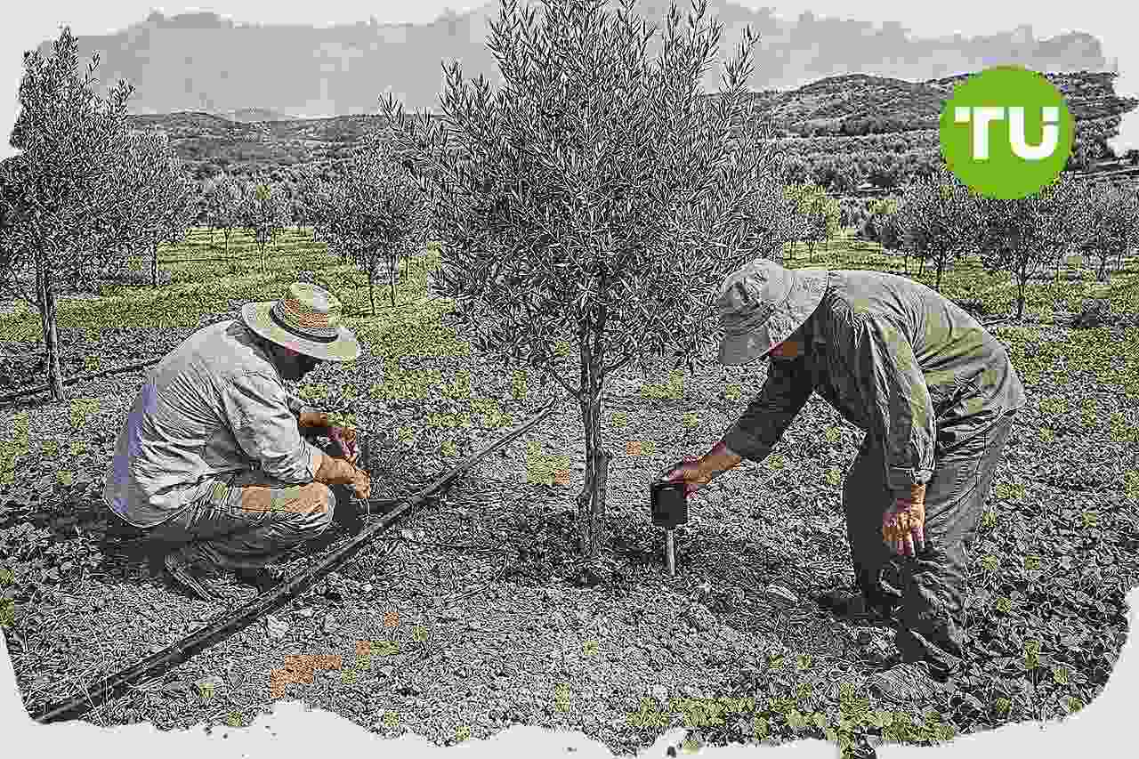 Υπουργείο Ανάπτυξης ενισχύει την ελαιοπαραγωγή με επενδυτικά σχέδια και κλιματική προσαρμογή