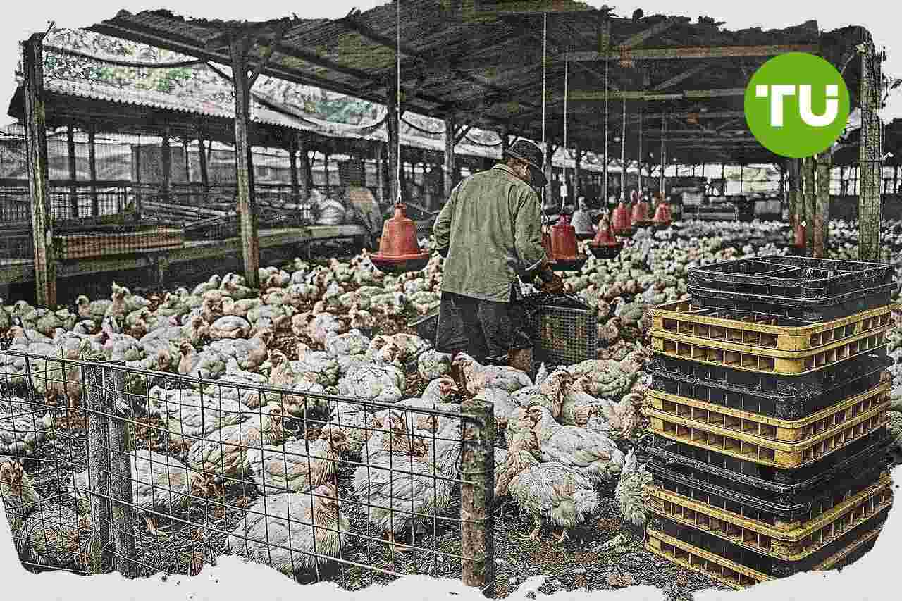 Bapanas dorong pemulihan harga ayam hidup di Jawa lewat kesepakatan serap pasokan
