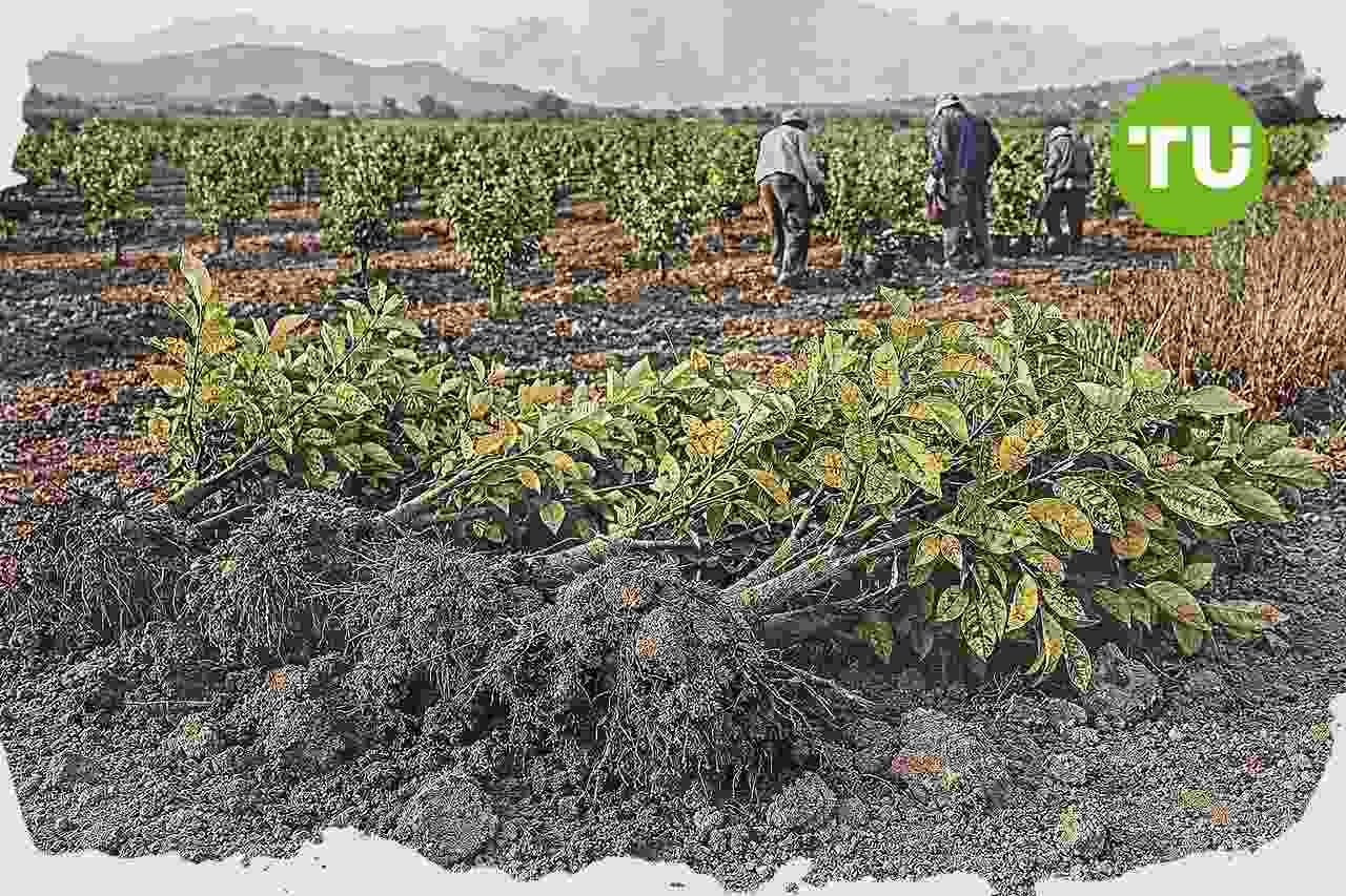 Murcia y Alicante afrontan el riesgo de arrancar miles de limoneros por un virus tras una campaña récord