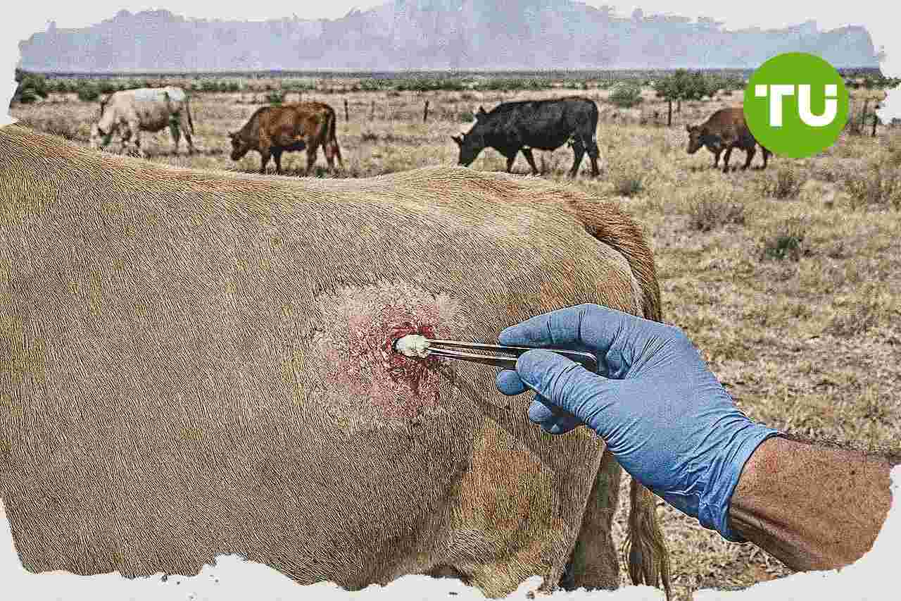 Texas cattle sector faces screwworm return as containment system breaks down
