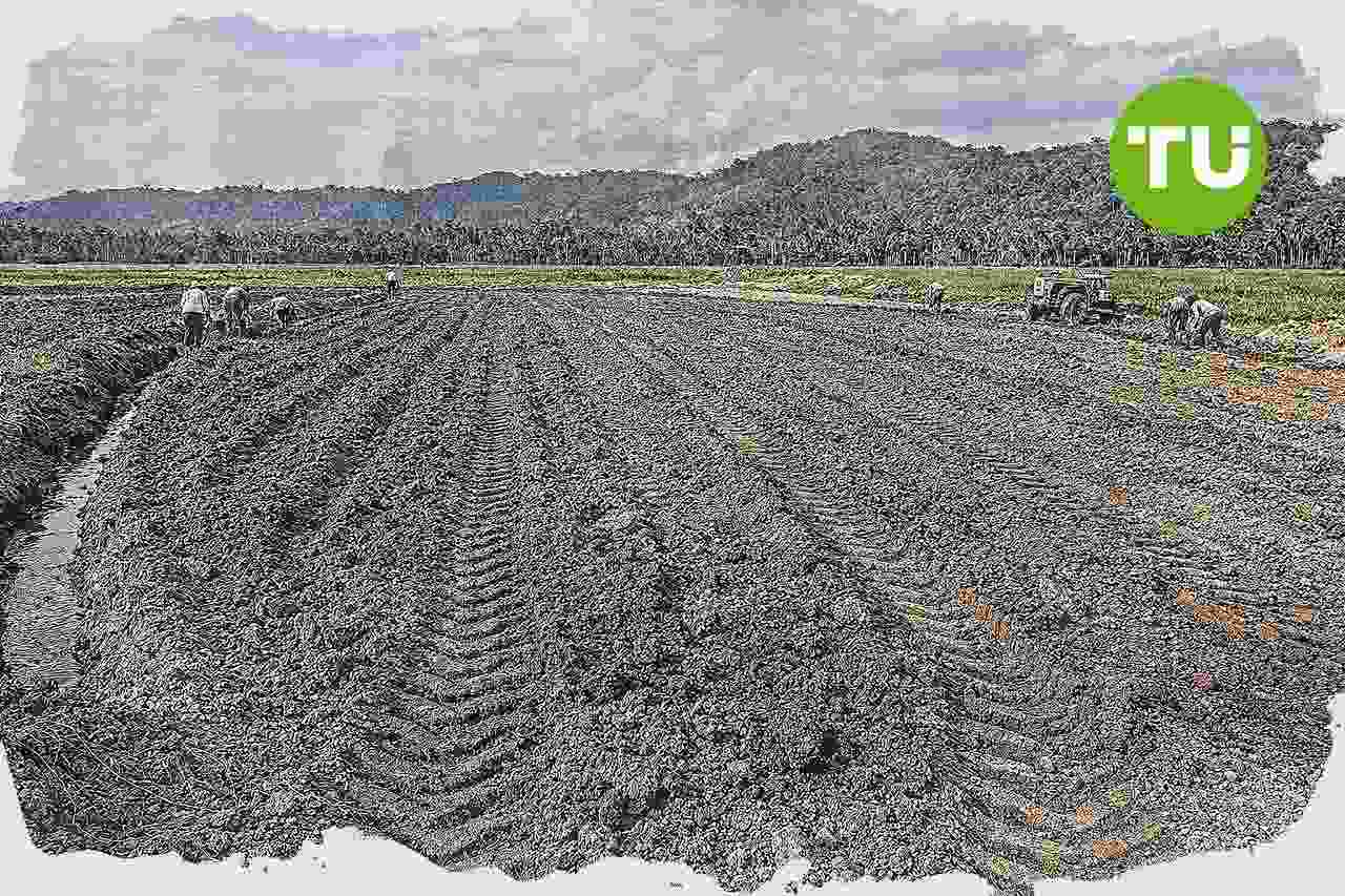 Papua Barat Daya dorong perluasan program cetak sawah untuk produksi pangan regional
