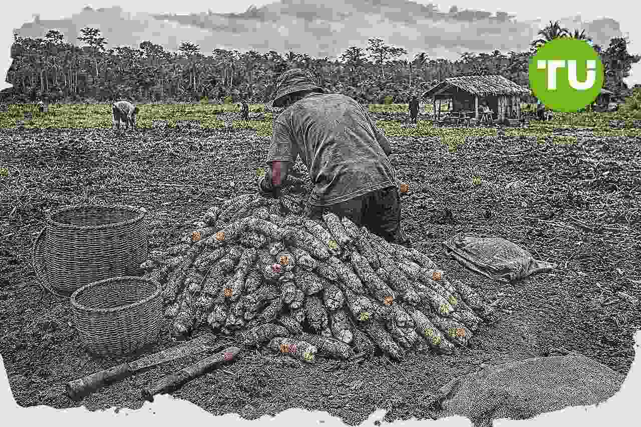 Papua dorong perluasan sawah, pejabat pastikan lahan tak masuk hutan lindung