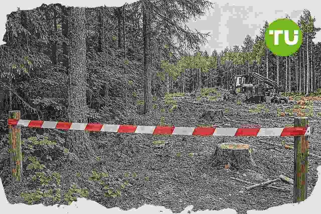 Suomen metsien suojelun kasvu lisää riskiä metsäalan työpaikoille