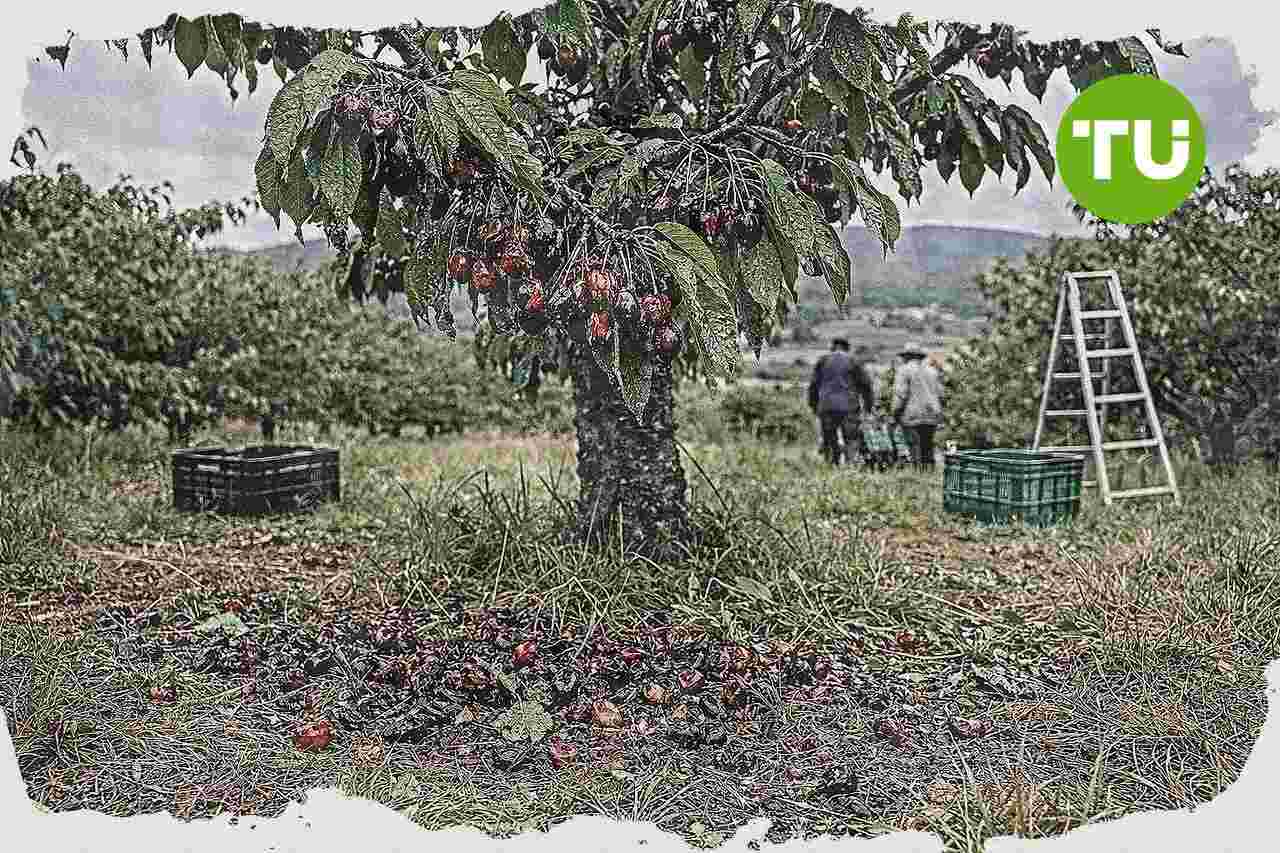 UPA-UCE Extremadura alerta de un alza de hasta el 900% en el precio de la fruta entre origen y consumo