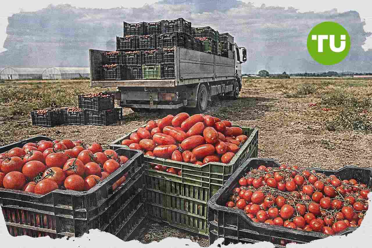 Anicav e produttori del Centro Sud fissano i prezzi di riferimento per la campagna del pomodoro da industria