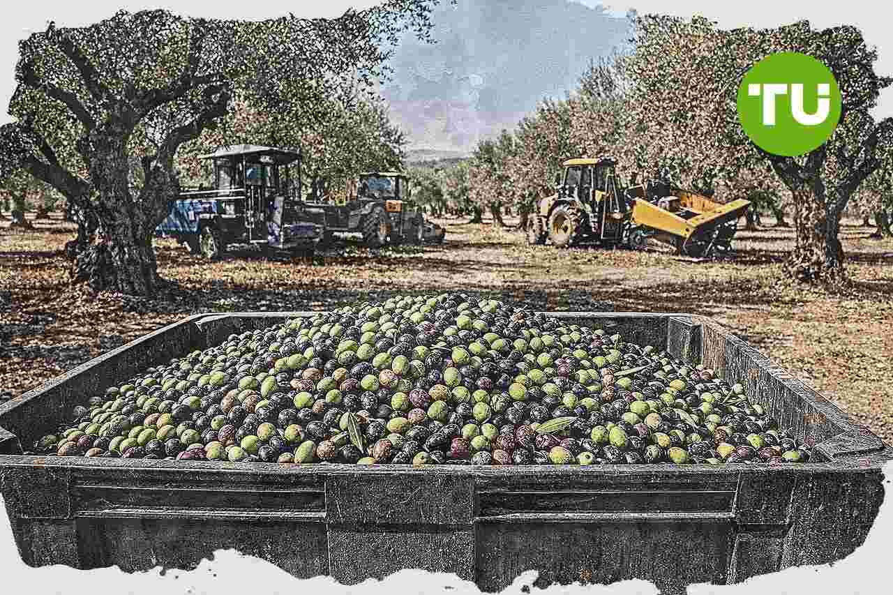 España impulsa la expansión del aceite de oliva con nuevos mercados y medidas de apoyo al olivar