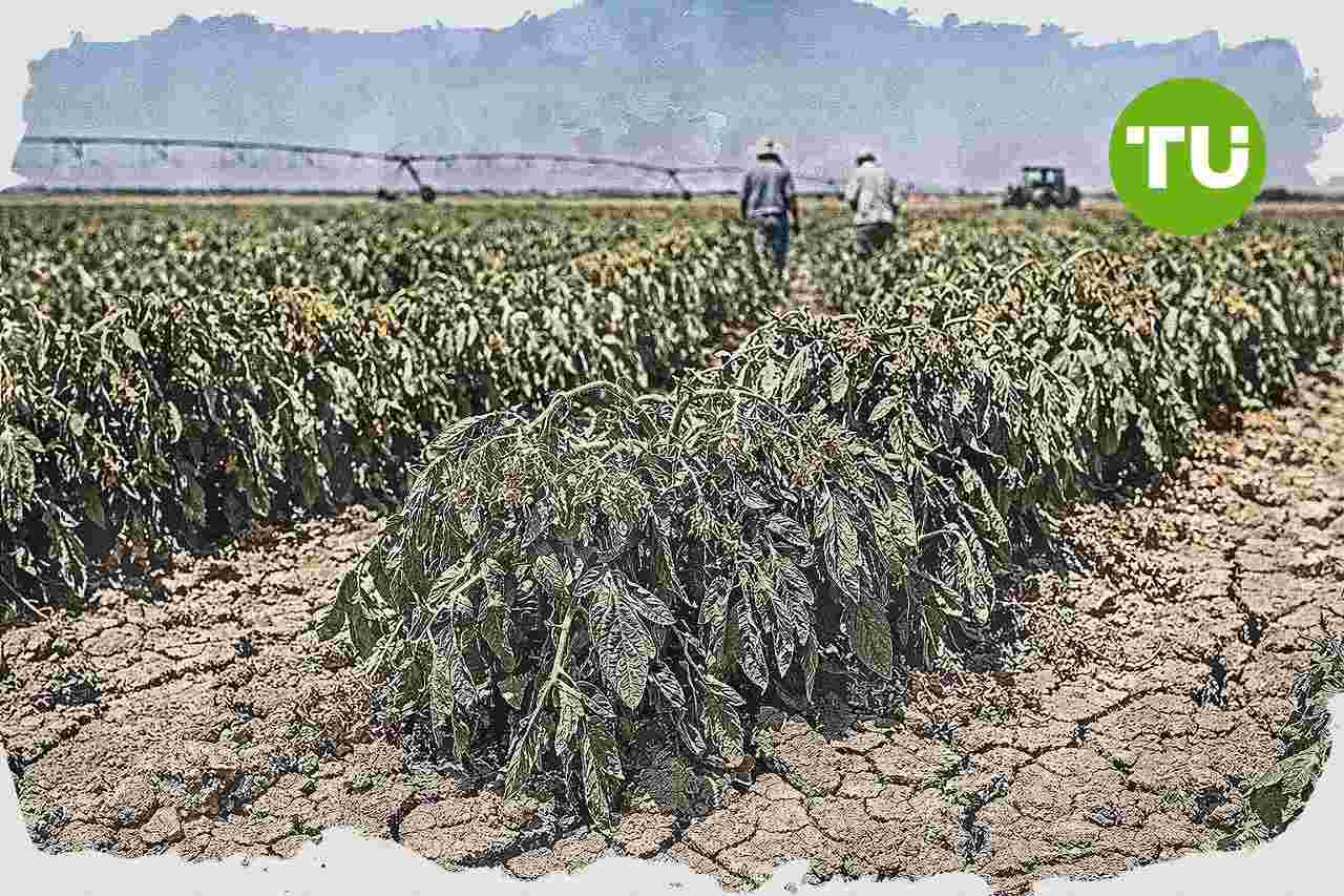 La Unión Extremadura estima pérdidas de 45 millones en maíz y tomate por la ola de calor en Extremadura