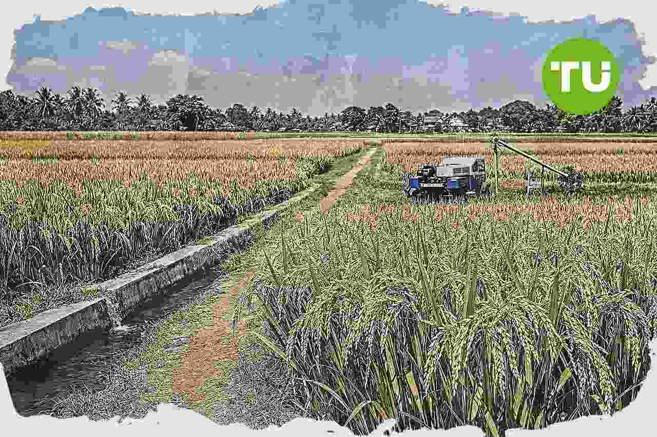 Indonesia hentikan impor beras, jagung, dan gula saat dorong swasembada pangan