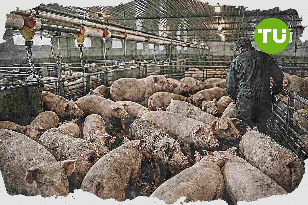 U.S. hog inventory edges lower as June herd count slips to 73.7 million
