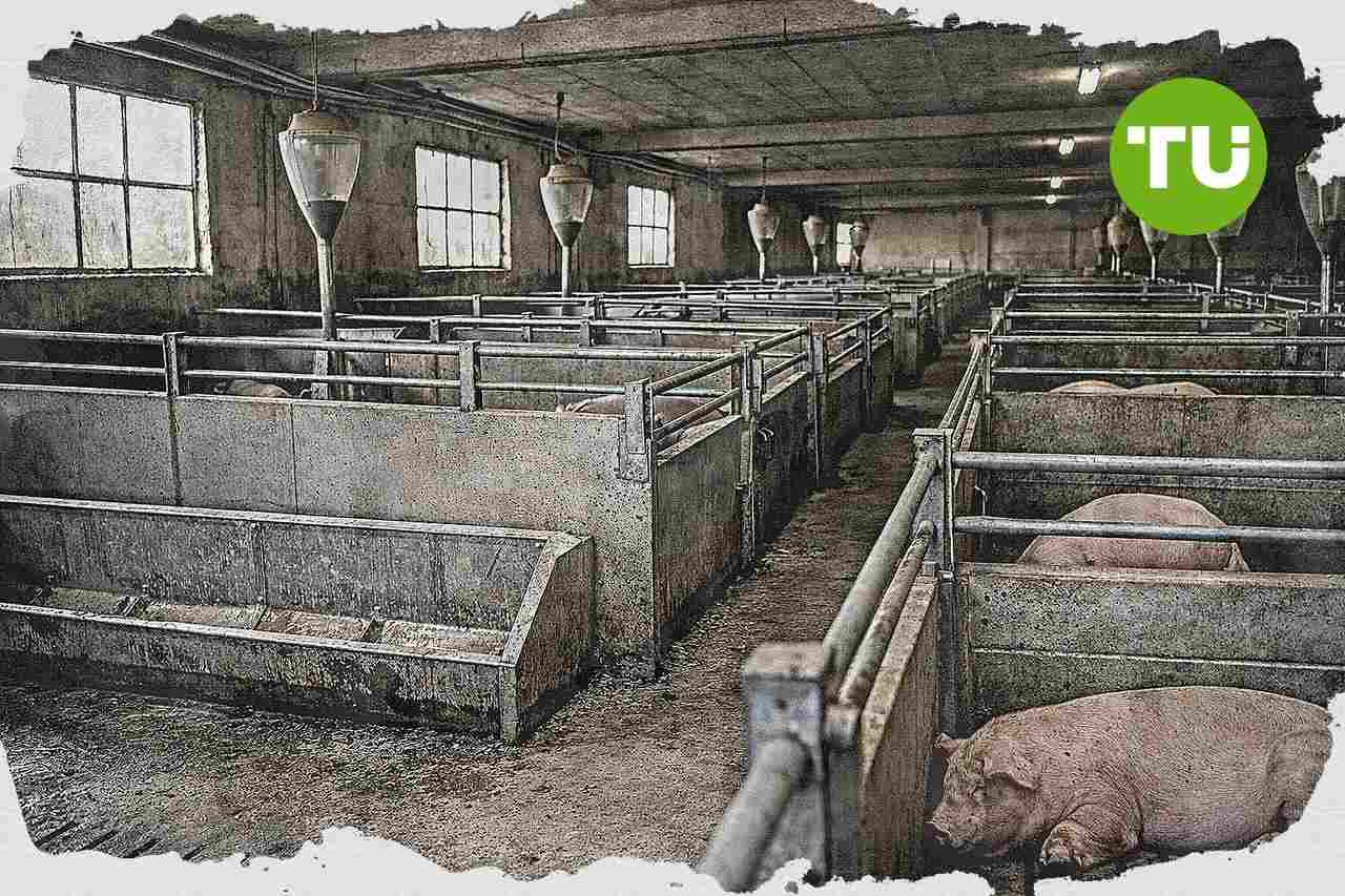 Emilia-Romagna chiede nuovi fondi per la peste suina africana