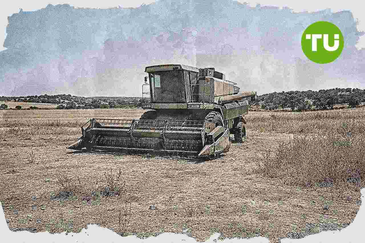 Portugal mantém perspetiva para a azeitona sob onda de calor, enquanto sector agrícola enfrenta riscos de custos e emprego