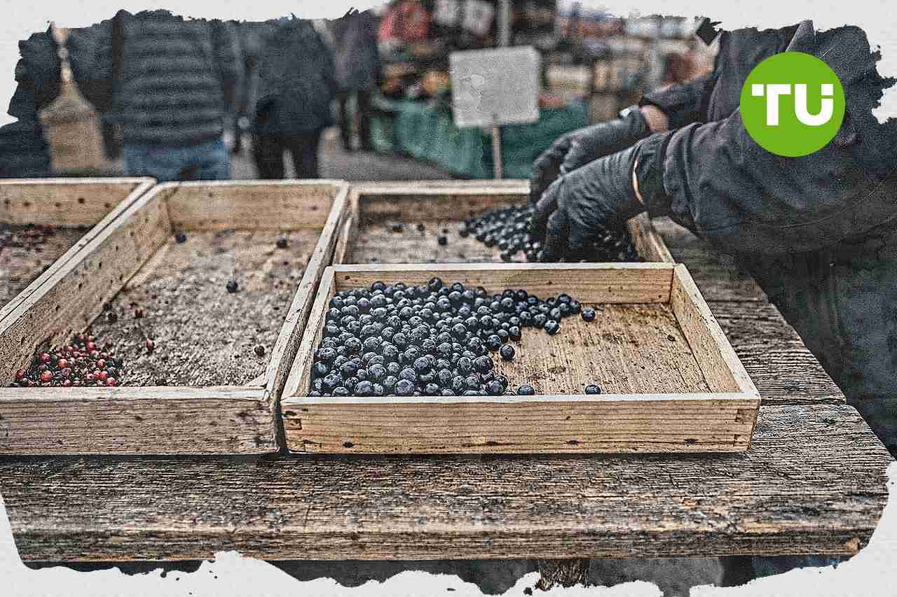 Suomen luonnonmarjamarkkina varautuu hintojen nousuun poimijapulan vuoksi